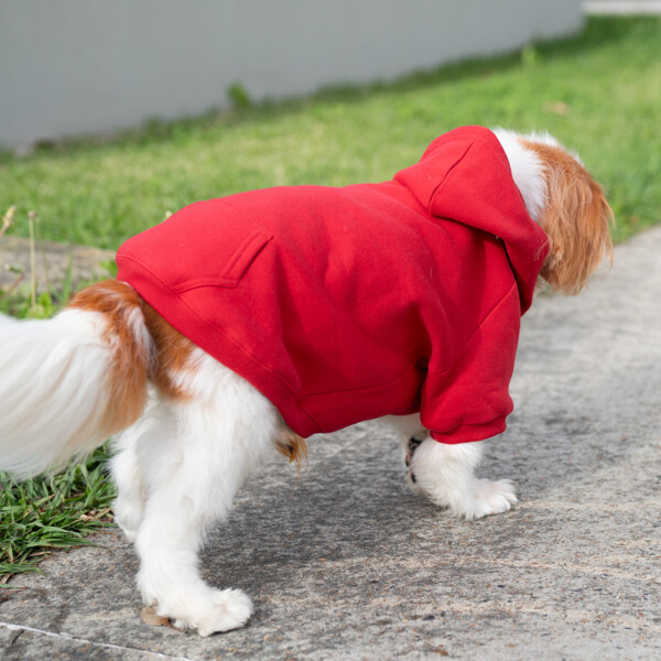 Dog Hoodies Thumbnail